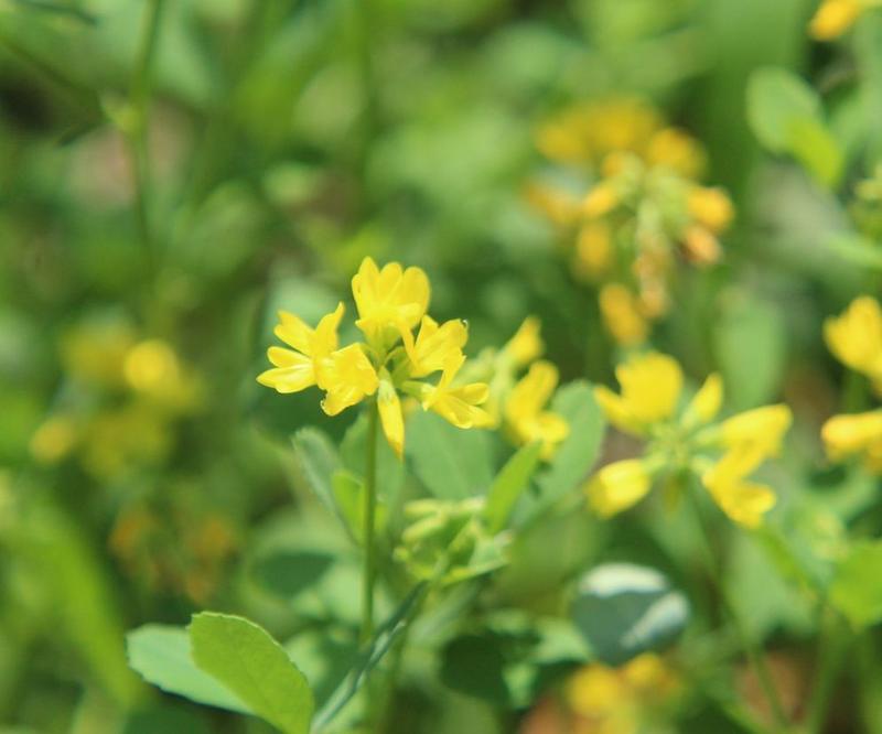 Właściwości kozieradki