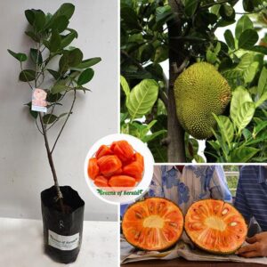 Jackfruit – odkryj, co to jest, jak smakuje i gdzie go kupić?