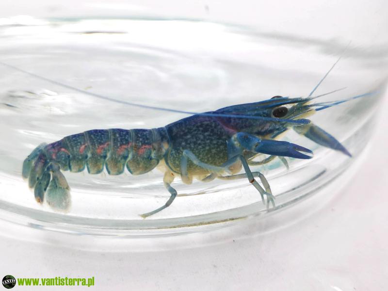 Czynniki ryzyka nowotworów