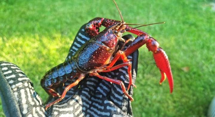 Genetyka a podatność na raka