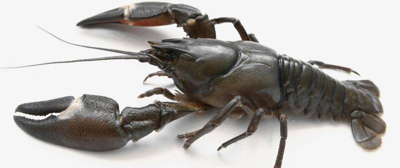 Rak - zrozumienie czynników ryzyka i profilaktyki onkologicznej dla każdego z nas