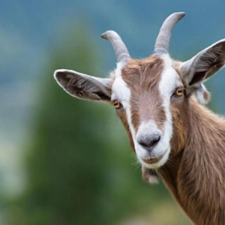 Co może oznaczać sen o kozie? Oto kilka interpretacji z sennika