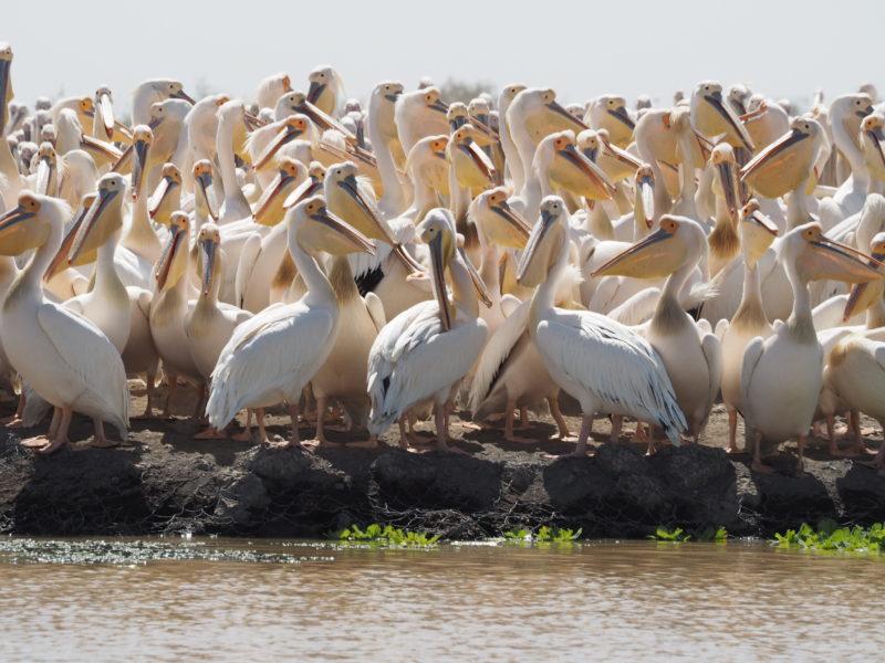 Dieta na jędrne ramiona