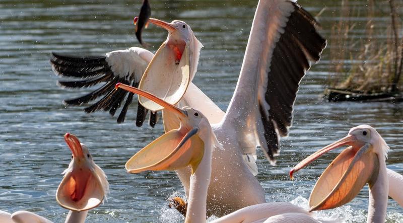 Mity o ćwiczeniach na ramiona