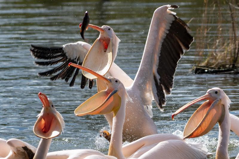 Wzmocnienie mięśni tricepsa