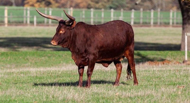 Potrzeby emocjonalne zwierząt i opiekuna
